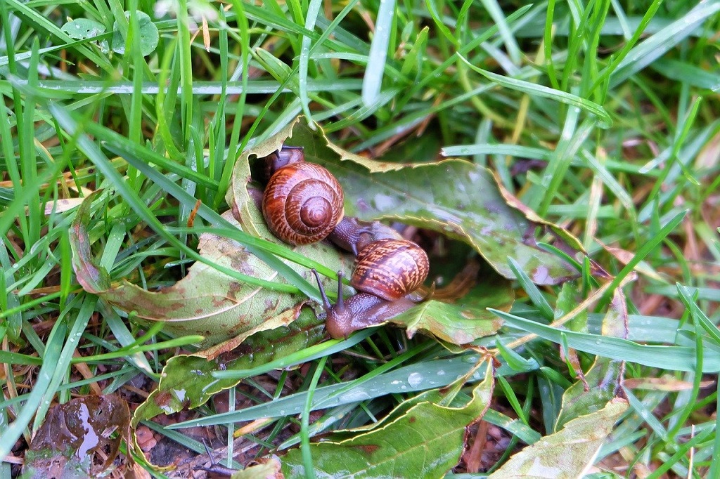 two live snails on leaves in the grass